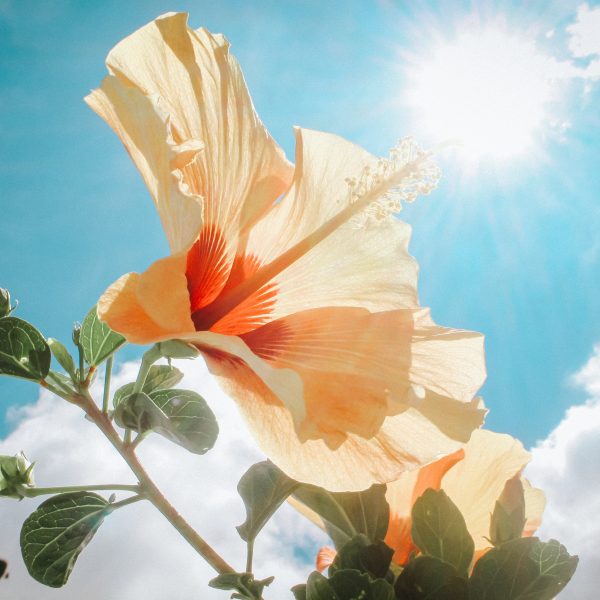 photography-of-yellow-hibiscus-under-sunlight